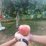 House Pejovic فيلة