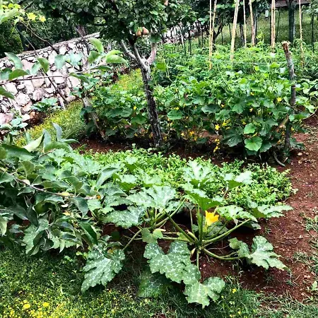 House Pejovic * Podgorica