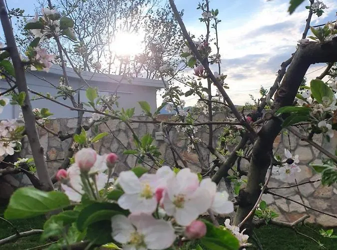 Villa House Pejovic *